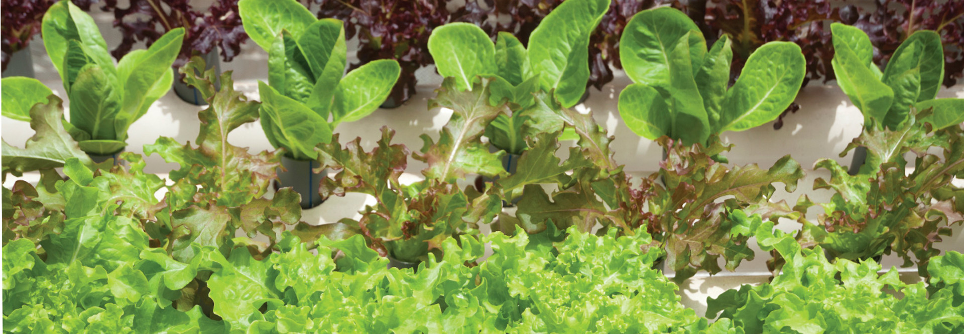 The University of Connecticut taps Splunk to improve operations at a student-run farm.