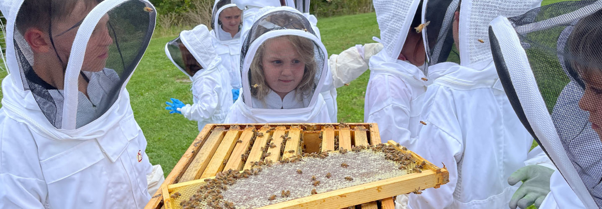 Students in Pennsylvania’s California Area School District study bees