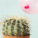 network security protection - cactus popping balloons