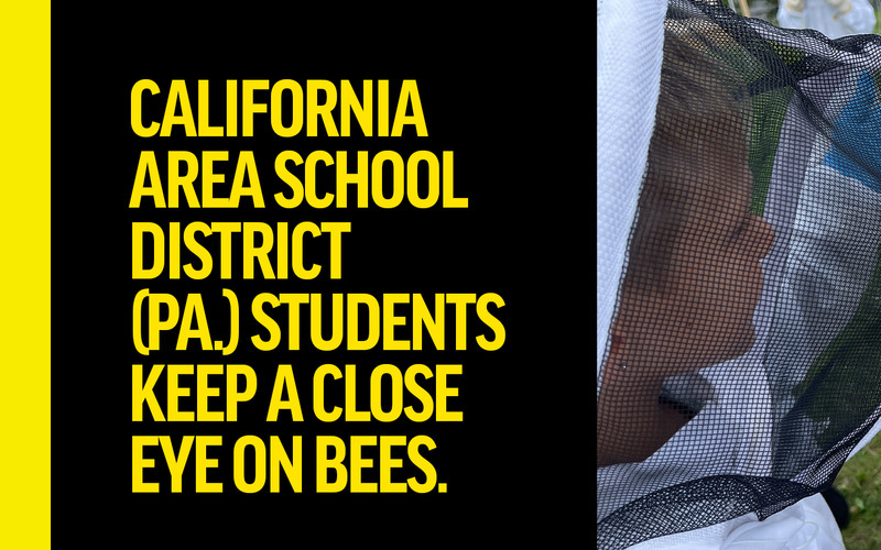 California Area School District (Pa.) students keep a close eye on bees.