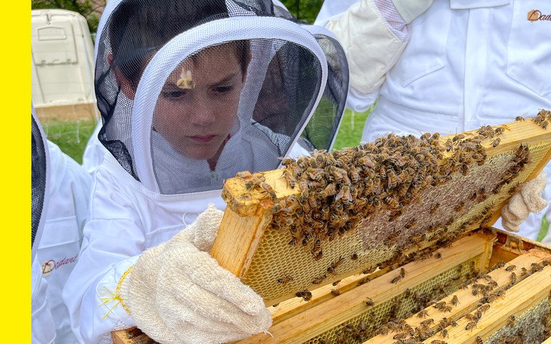 student holds up a beehive frame covered in honeycomb and bees