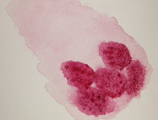 Art and Science Unite In Watercolor Paintings of Cells