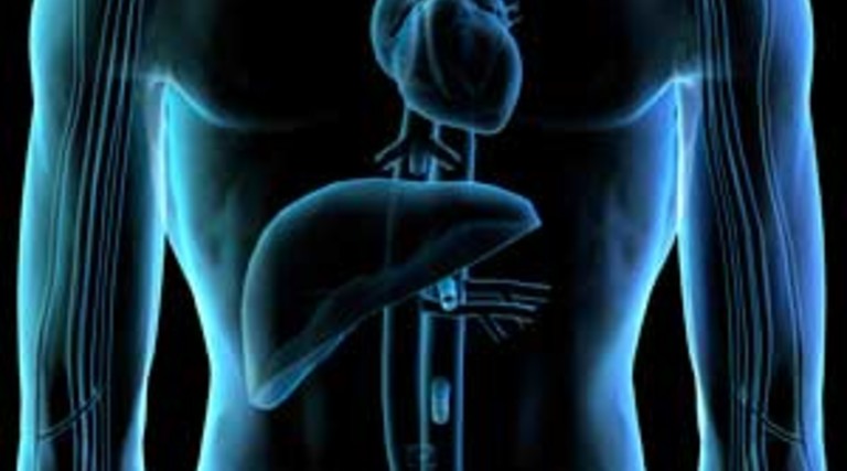 Lesson Plan: Bring Human Anatomy to Life Using PowerPoint 