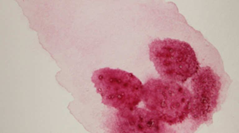 Art and Science Unite In Watercolor Paintings of Cells