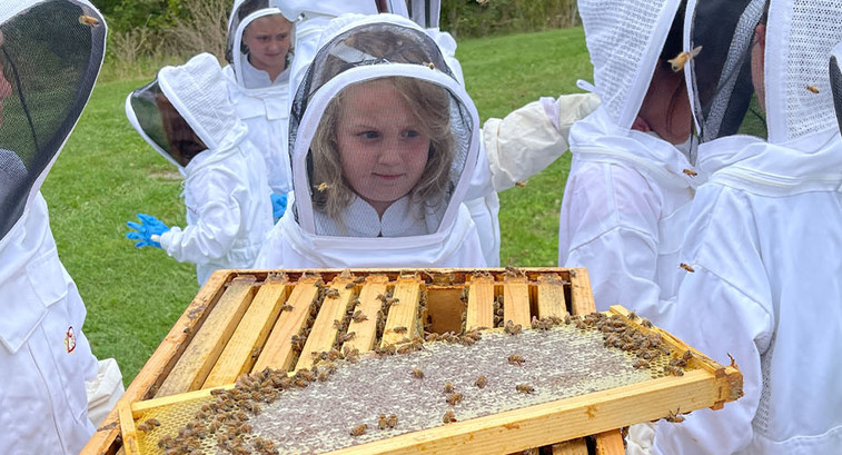 Students in Pennsylvania’s California Area School District study bees