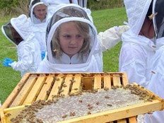 Students in Pennsylvania’s California Area School District study bees